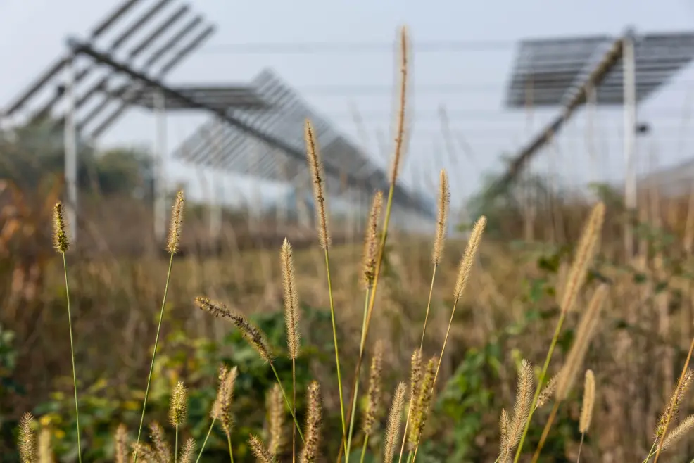 Nahaufnahme von Weizenhalmen vor einem unscharfen Hintergrund aus zwei Reihen bifazialer Solarmodule mit einachsigen Trackern auf einem Weizenfeld.