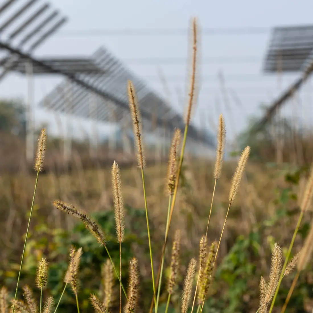 Nahaufnahme von Weizenhalmen vor einem unscharfen Hintergrund aus zwei Reihen bifazialer Solarmodule mit einachsigen Trackern auf einem Weizenfeld.