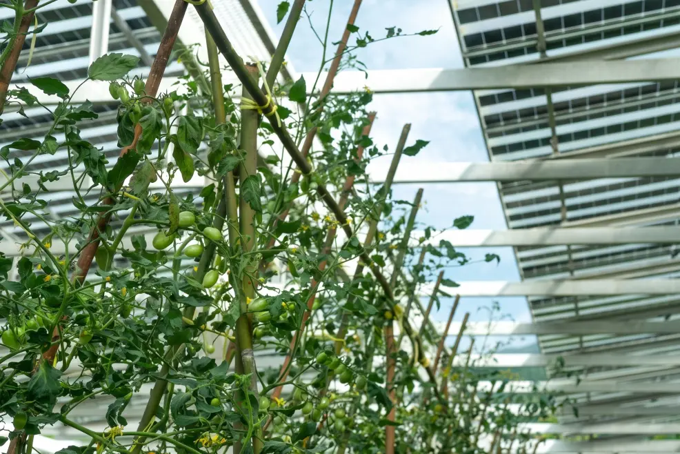 Cultivo de tomates bajo paneles fotovoltaicos semiespaciados en un invernadero agrivoltaico.