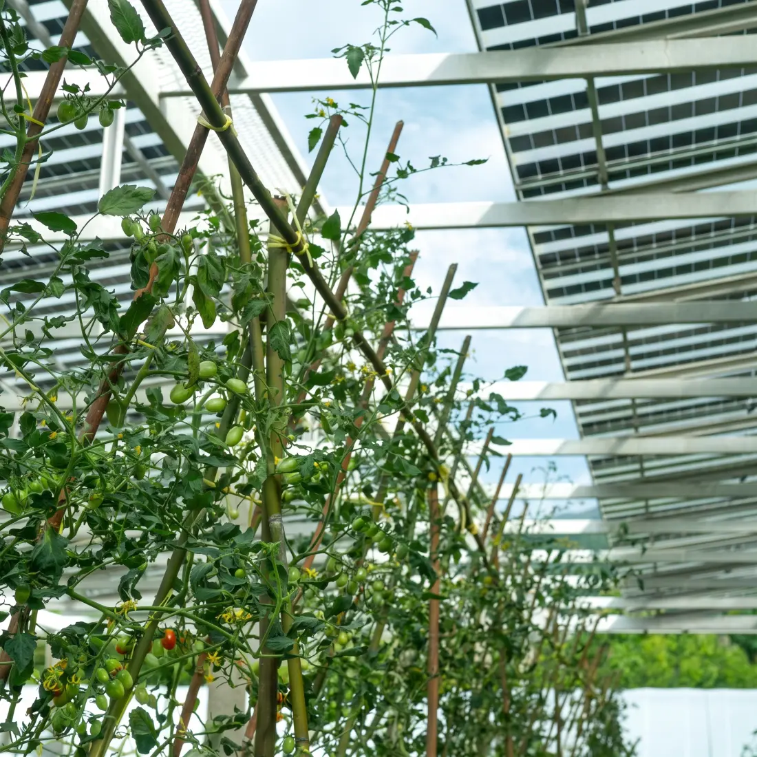 Cultivo de tomates bajo paneles fotovoltaicos semiespaciados en un invernadero agrivoltaico.