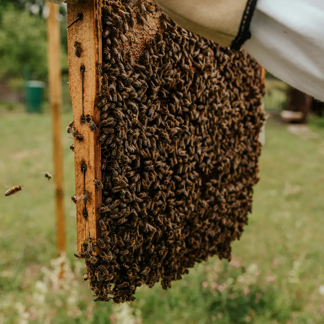 Close-up of bees supporting biodiversity in a natural habitat